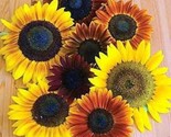75 Seeds Autumn Beauty Sunflower Mix Flower Seeds Fall Colors Native Wil... - $8.99