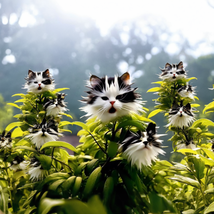 Cats Eye Dazzle×Black Long Ears Cat SEEDS - £34.78 GBP