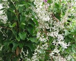 Polygonum Aubertii Silverlace Vine 5 seeds USA Fast Shipping - $14.98