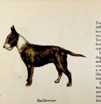 Bull Terrier 1939 Dog Breed Art Ole Larsen Color Plate Print Antique PCBG17 - £23.94 GBP