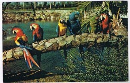 Florida Postcard Tampa Colorful Macaws Parrots Busch Gardens - $2.96