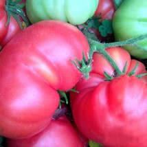 Burpee&#39;S Dwarf Giant Tomato Seeds Organic Fresh Gardening USA Seller - $7.98