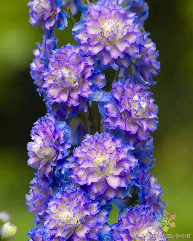 200 Highlander Bolero Delphinium Seeds New Fast Shipping - $10.96