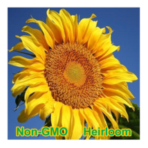 Mammoth Grey-Stripe Sunflower 30 Seeds BULK  Heirloom Garden Seeds Non-GMO - $12.98