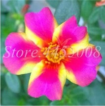 100 Seeds Exotic Portulaca Grandiflora Seeds Moss Rose Purslane Double Flowers F - £6.46 GBP