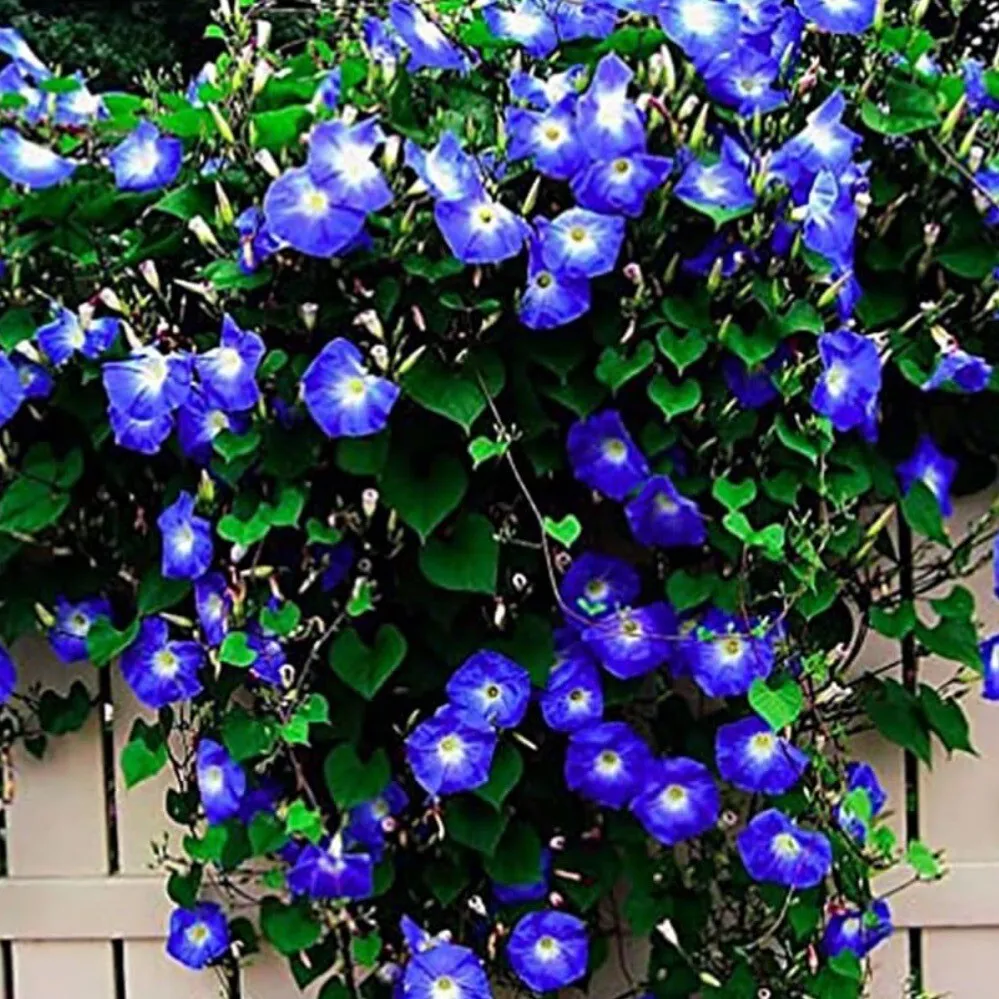 30 flower Seeds MORNING GLORY CLARK'S HEAVENLY BLUE - £7.70 GBP