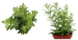Aeschynanthus - Bolero Bicolor Lipstick Plant -4&quot; Pot- Houseplant - $54.99