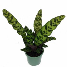 4&quot; Pot Calathea lancifolia Rattlesnake Live Plant Easy Houseplant Indoor - £62.15 GBP