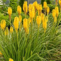 25 Solar Flare Torch Lily Hot Poker Flower Seeds Seed 893Garden Beautiful USA Se - £6.93 GBP