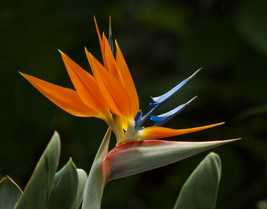 Hot Seeds Crane Flower Plant, Strelitzia Reginae Flowering Bird Of Paradise Seed - $15.00