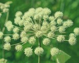 Angelica Seeds 100 Seeds Archangelica Herb Garden Culinary Fast Shipping - $8.99