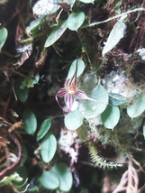 Brachionidium Sp. Peru &quot;Stipes&quot; Miniature Orchid Mounted - £41.69 GBP