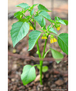 Tomatillo Seeds ~Physalis Philadelphica~ Mexican Tomato Tome verde ~ Open Pollin - $2.00