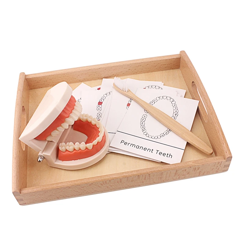 Montessori Teaching Aids Tooth Toy Simulated Teeth Brushing Toy with Cards - £7.59 GBP+