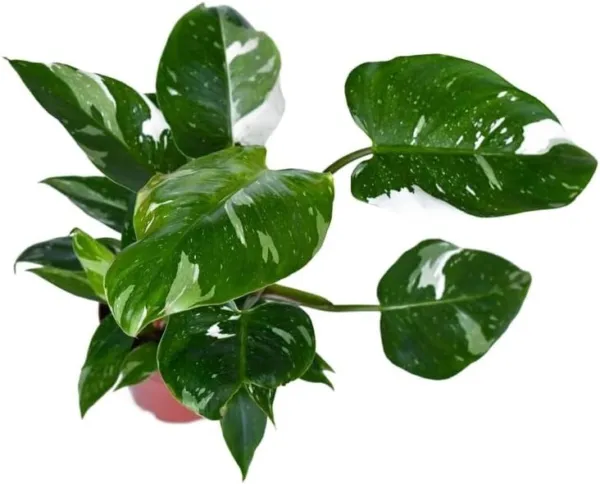 Fresh Variegated Philodendron White Princess Live Plant In A 4 Inch Nursery Pot  - £52.12 GBP