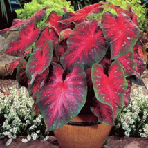 Multicolor Caladium Bonsai Caladium Bicolor Bright Leaf Flower - 100 Seeds - $9.53