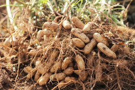 Jumbo Bailey Virginia Peanut Seeds  For Planting Top 113G Pea Nut Seed 2024 From - $13.08