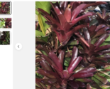 5 pack Neoregelia Fireball Bromeliad Mature plant Organic No Pesticides. - €27,90 EUR