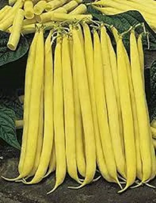 Premium Golden Stringless Yellow Wax Bean - Fresh Non-GMO Seeds.  Great ... - $3.89