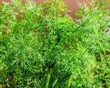 Dill Culinary Herb Seeds Non Gmo Fresh Harvest Fast Shipping - $8.99