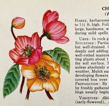 Christmas Rose Garden Flowers 1940 Art Rudolf Freund Color Plate Print P... - €9,21 EUR