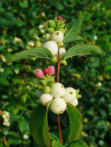 25 Seeds Common Snowberry - White Berries Pink Flowers Symphoricarpos Al... - $9.68