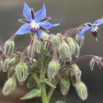 Borage Seeds Organic Garden Fast Shipping - $6.98