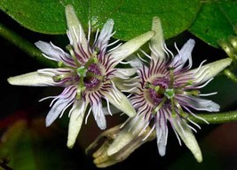 FREE SHIPPING Passiflora sexflora Goatsfoot Batwing Passion Flower 5 Seeds - £15.68 GBP