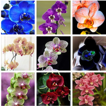 SL 200 Pcs Phalaenopsis Orchid Bonsai Butterfly Orchid Potted Plant Phalaenopsis - $2.75