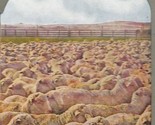 Vtg Stereoview North Dakota - Bunch Of Sheep In Corral Ready For Market - $16.78