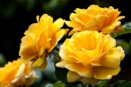 USA Yellow Climbing Rose Rosa Bush Vine Fragrant Butterfly Flower 5 Seeds - £8.77 GBP