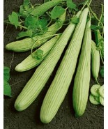 200 Armenian Yard Long Cucumber Heirloom Seeds - €12,02 EUR