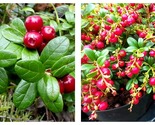 Lingonberry Vaccinium Vitis Idaea &#39;Red Candy&#39; Plant - Approx 5-7 Inch - $41.93