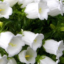 Canterbury Bells White Seeds Grower Organic Fresh Garden USA Shipping - $9.00