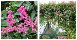 40 Seeds Portal Cool Seed Pack: Antigonon leptopus - Mexican Creeper/Coral Vine - £15.17 GBP