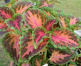 50 Coleus Wizard Coral Sunrise Shade Loving Flower Seeds Annual Great Gift Fresh - $12.68