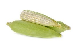 Corn Country Gentleman White Heirloom Vegetable 1/4 Lb Seeds Fresh Gardening USA - £21.48 GBP