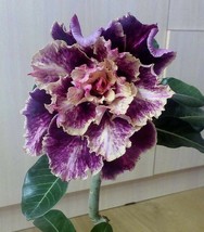 Grow In US 4 Purple Cream Desert Rose Seeds Adenium Obesum Flower Flowers Seed B - £8.98 GBP