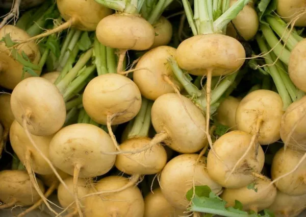 New Fresh Golden Ball Turnip Seeds 1000 Vegetable Garden Soup Stew Cooking - £7.10 GBP
