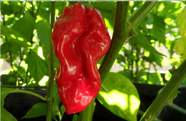 20 seeds Red Devils Tongue Hot pepper Extreme Rare Heirloom Chile just W... - $3.34