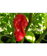 20 seeds Red Devils Tongue Hot pepper Extreme Rare Heirloom Chile just W... - $3.34