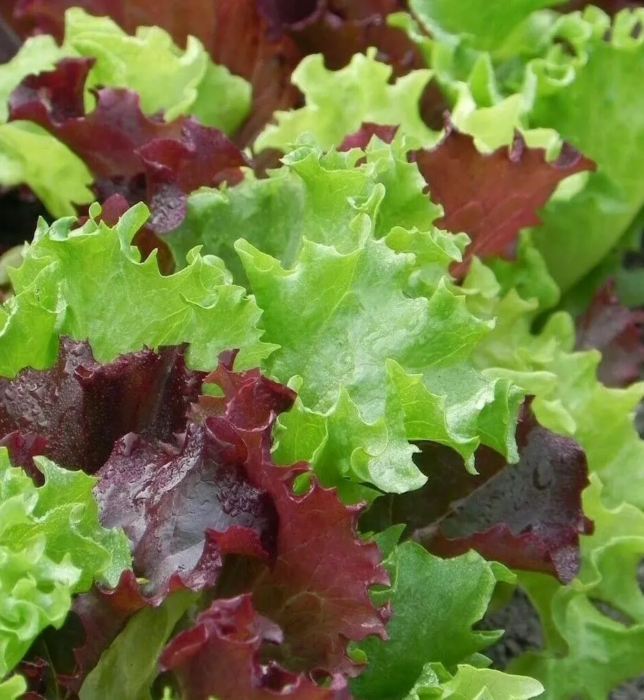 SYST 500 Seeds Gourmet Salad Blend Lettuce Heirloom Seed Catalog Home Garden - £7.46 GBP