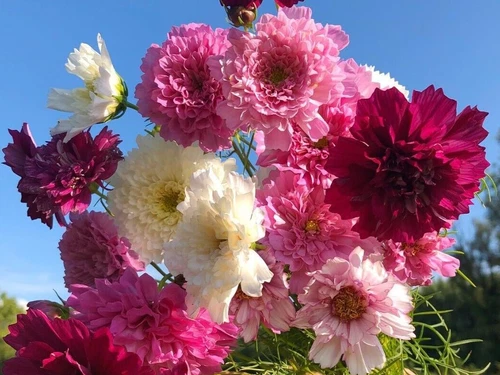 THJAR Cosmos Double Click mix 20seeds - €4,13 EUR