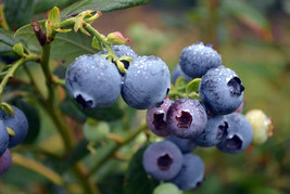 Blueberry - £2.03 GBP