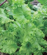 MUSTARD GREENS SEED, SOUTHERN GIANT, HEIRLOOM, ORGANIC, NON GMO, 500 SEEDS, - $8.90