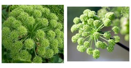 200+ Angelica Seeds For Growing Archangelica Garden Culinary Free Shipping - £14.93 GBP