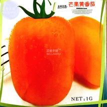 SL Tomato &#39;Mango&#39; Orange Fruit Vegetable Seeds, 100 Seeds, Original Pack, Indete - £1.84 GBP