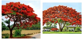 Flame Tree - Royal Poinciana - Flamboyant - 8-12&quot; Tall Live Plant, Delon... - $102.99