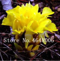 50 Seeds Thailand Pink Curcuma Bonsai Also Called Siam Tulip Flower Bonsai A Mem - $6.90