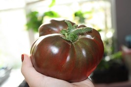 Cherokee Purple Heirloom Tomato- 20 Seeds- OP Natural Non GMO- Beefsteak Type   - £3.17 GBP